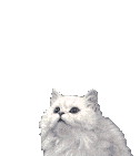 gatito